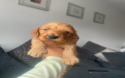 Cockapoo dogs for sale: Cockapoo fb1 puppy’s  - Image 1