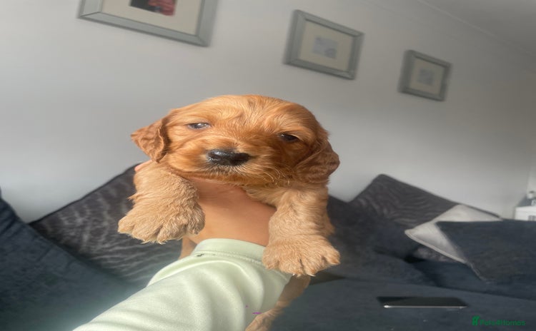 Cockapoo dogs - Advert 6
