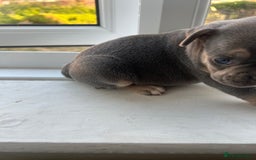 French Bulldog dogs for sale: French bulldogs - Image 13