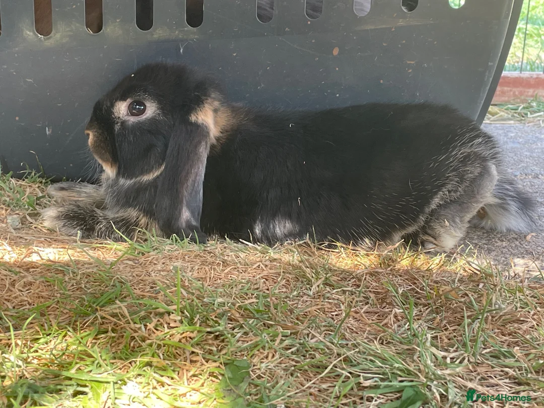 Mini Lop rabbits for sale: Mini lops does for sale  - Advert 4