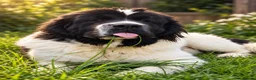 Newfoundland dogs for stud: Spanish import health tested Newfoundland stud  - Advert 2