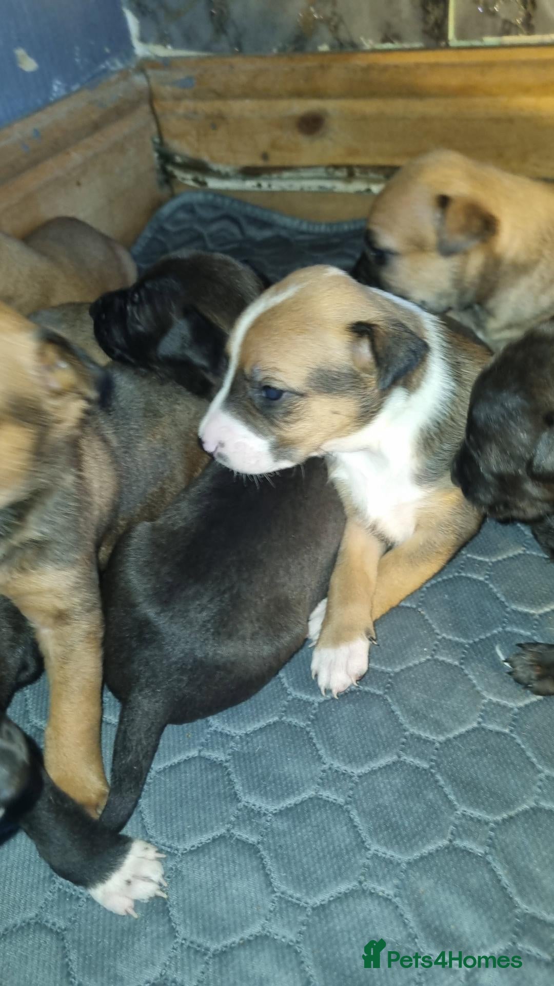 Mixed Breed dogs Stunning mixed liter of Belgiu malis x staff pups  - Advert 1