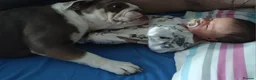 English Bulldog dogs for sale: ☆ showstopping stocky and Rare lilac tri pups ☆  - Advert 19