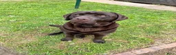 Labrador Retriever dogs for sale: Purebred Labrador Puppies. Full pedigree in Glasgow - Advert 6