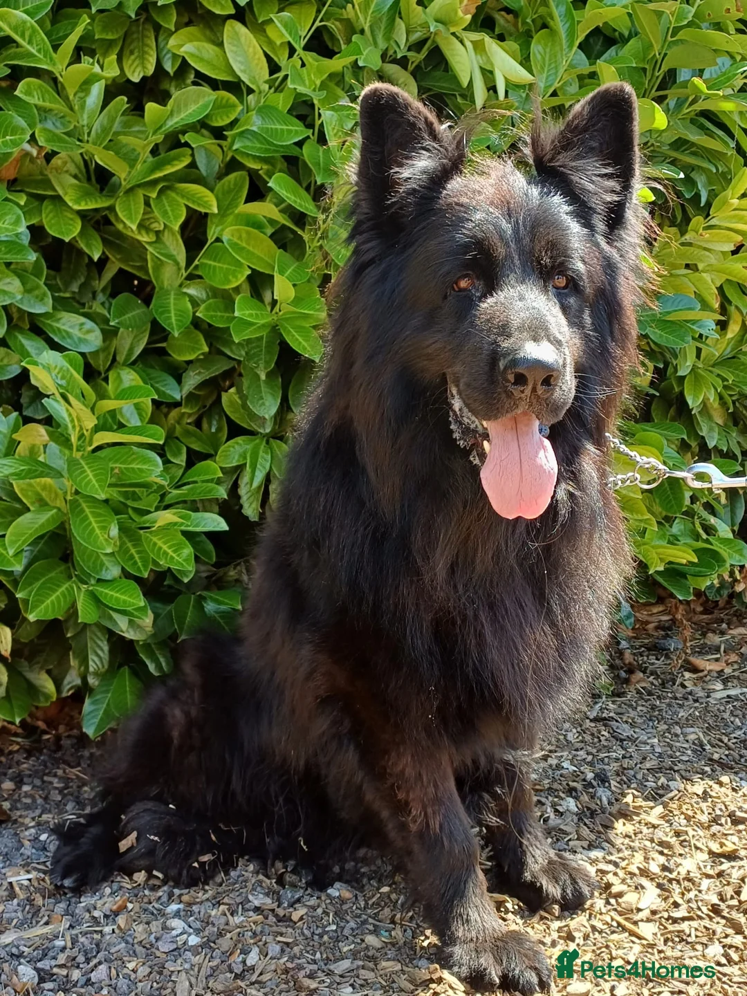 German Shepherd dogs for stud: Russian Import Jet Black German Shepherd for Stud - Advert 2