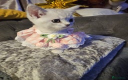 British Shorthair cats for sale: Adorable Silver Kittens looking for forever homes - Advert 4