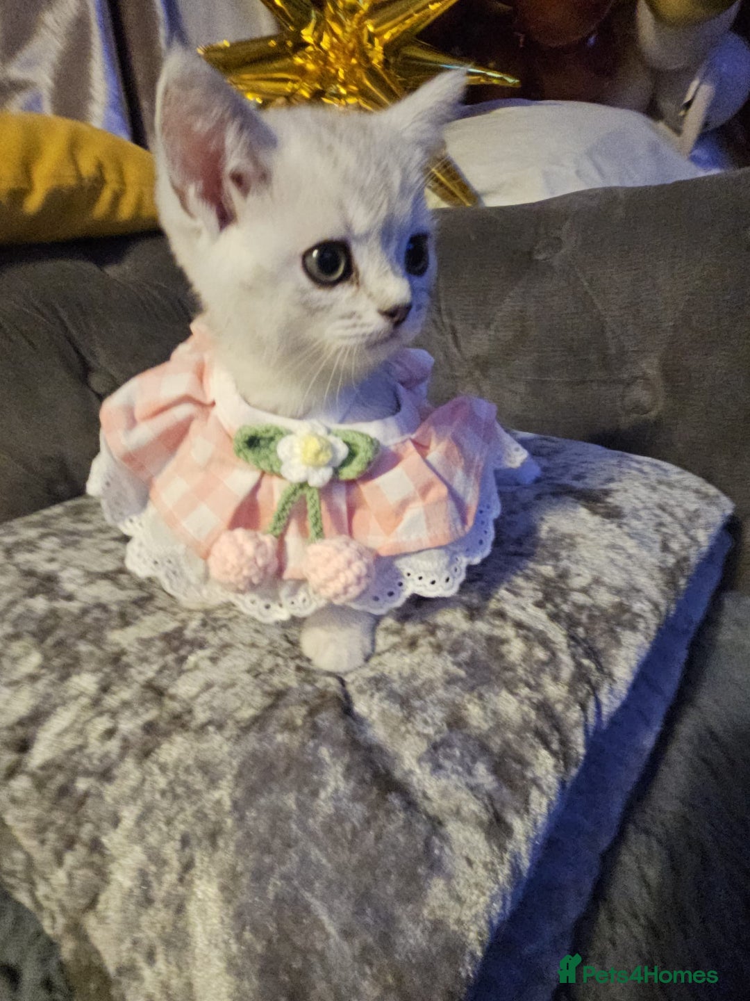 British Shorthair cats for sale: Adorable Silver Kittens looking for forever homes - Advert 4