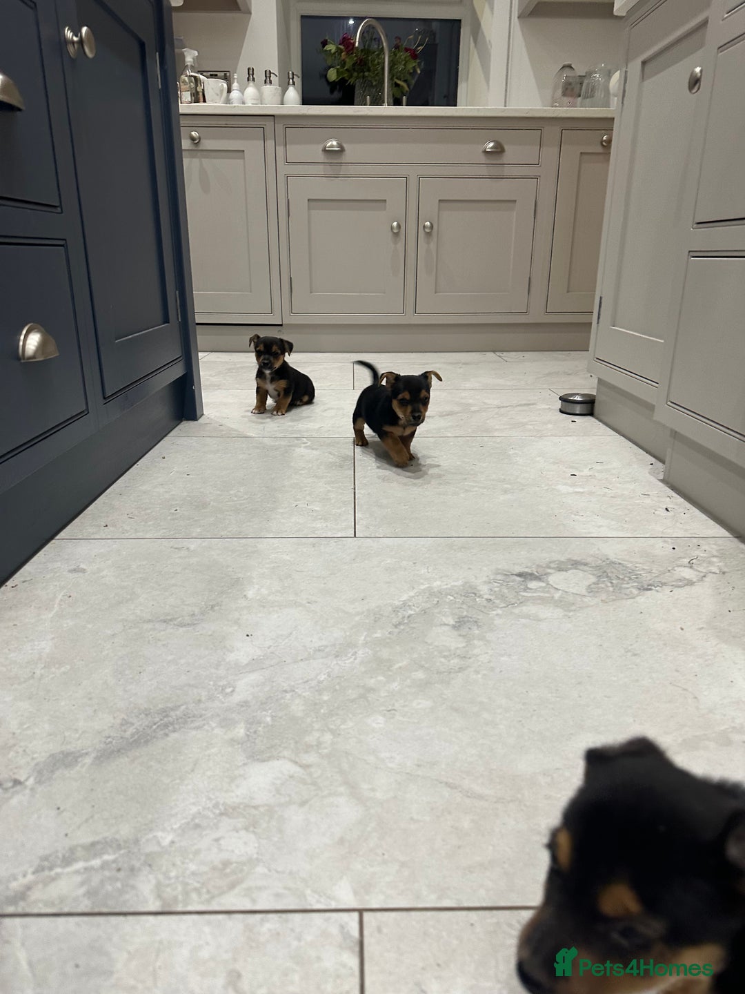 Jack Russell dogs for sale: Black and Tan Short legged Miniture Jack russels  - Advert 2