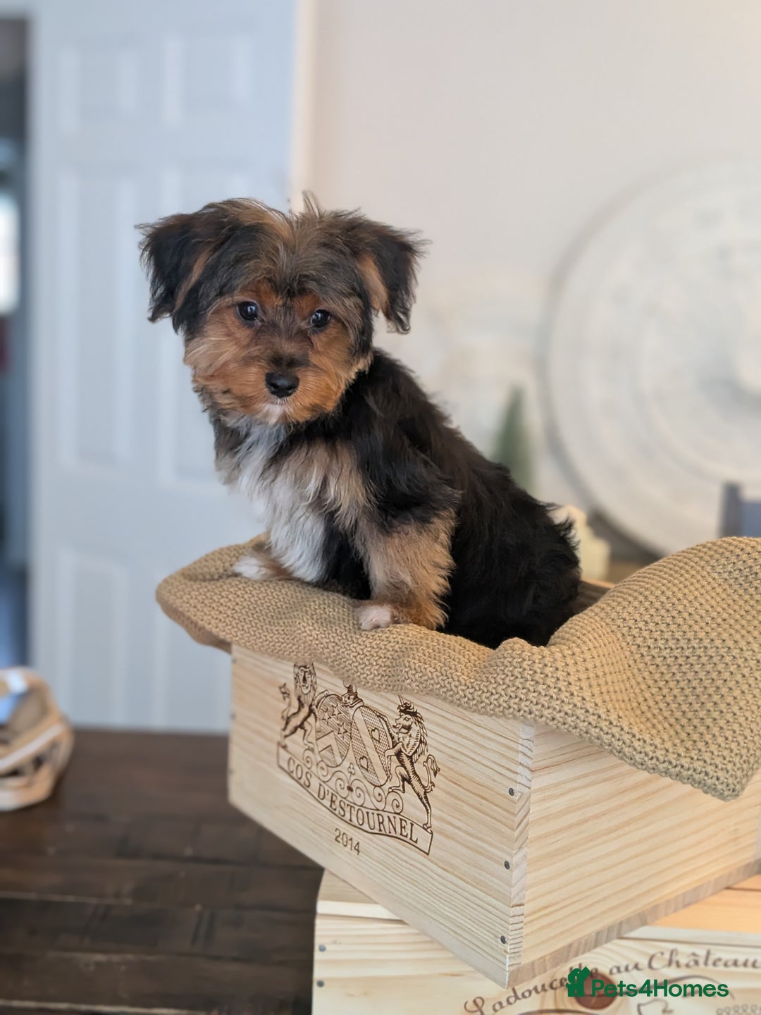 Yorkshire Terrier dogs for sale: 2 Biewer Yorkshire Terrier Boys – Ready Now! - Advert 9