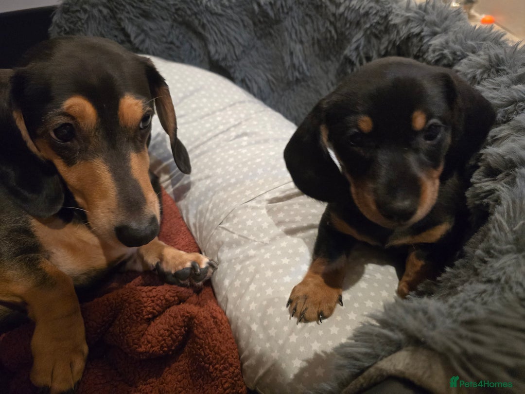 Miniature Dachshund dogs for sale: Miniature Dachshunds Seeking Forever Homes 3 LEFT - Advert 29