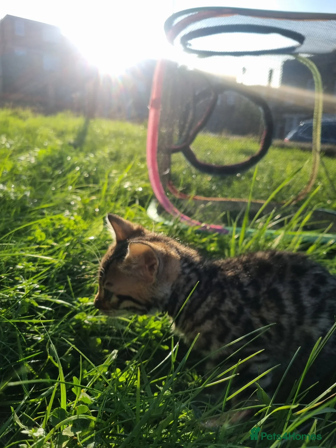 Bengal cats for sale: 4 Bengals for ready for new home - Advert 4