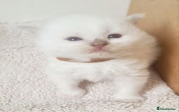 Ragdoll cats for sale: Pure ragdoll kitten for reservation now - Image 10