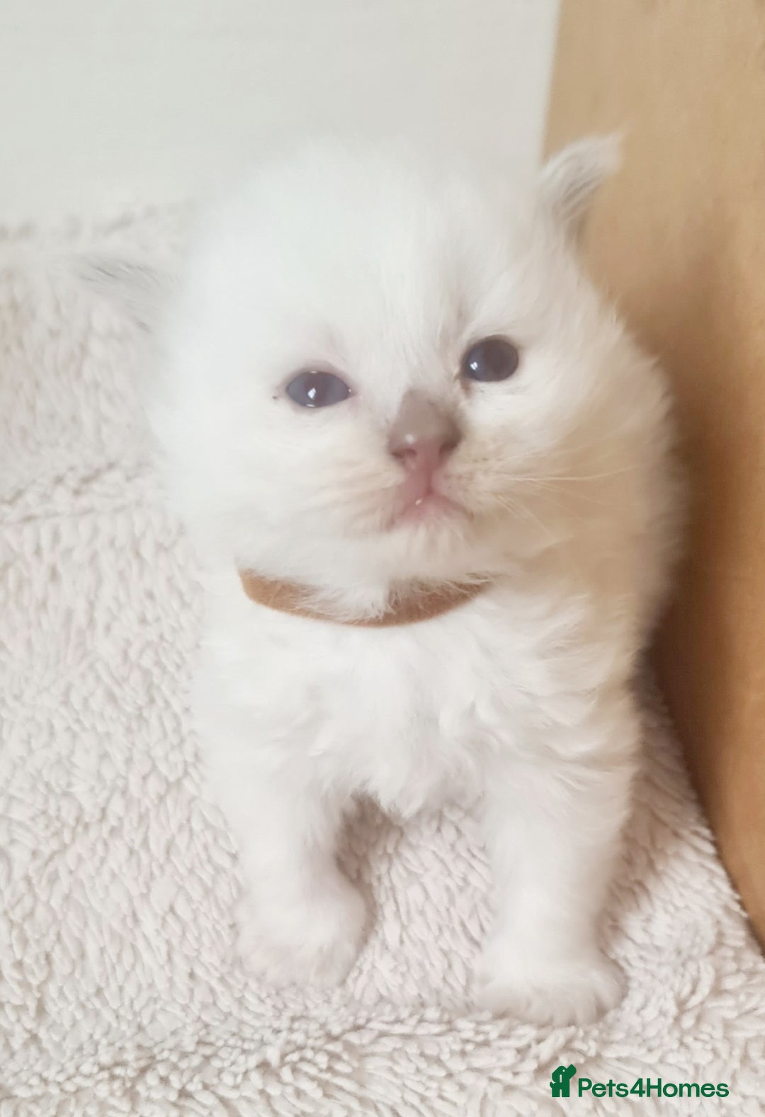 Ragdoll cats for sale: Pure ragdoll kitten for reservation now - Image 10