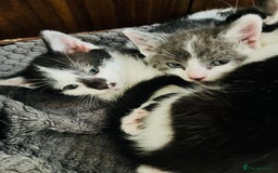 Mixed Breed cats for sale: Gorgeous Grey/White Black/White Kittens - Image 5