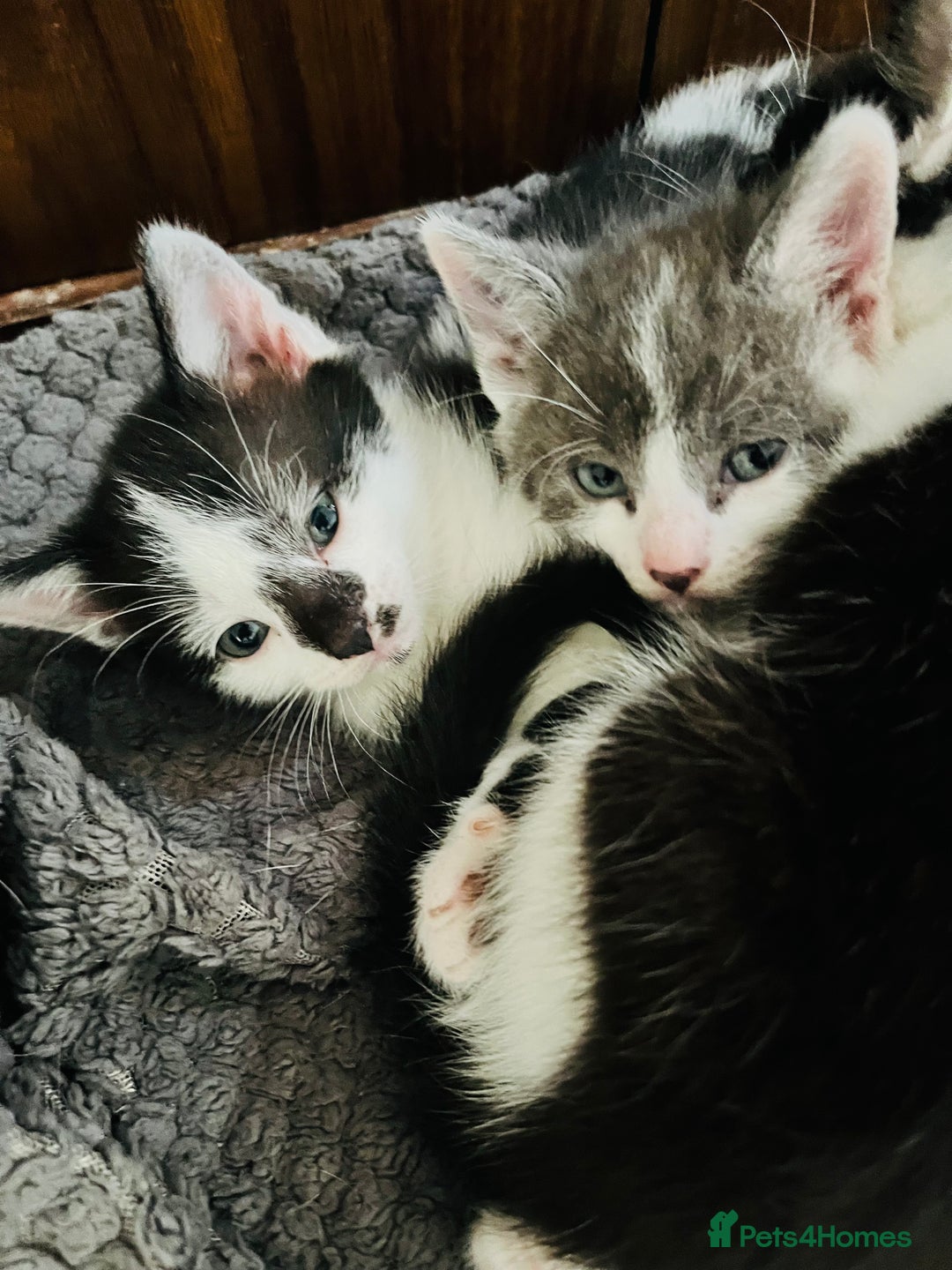 Mixed Breed cats for sale: Gorgeous Grey/White Black/White Kittens - Image 5