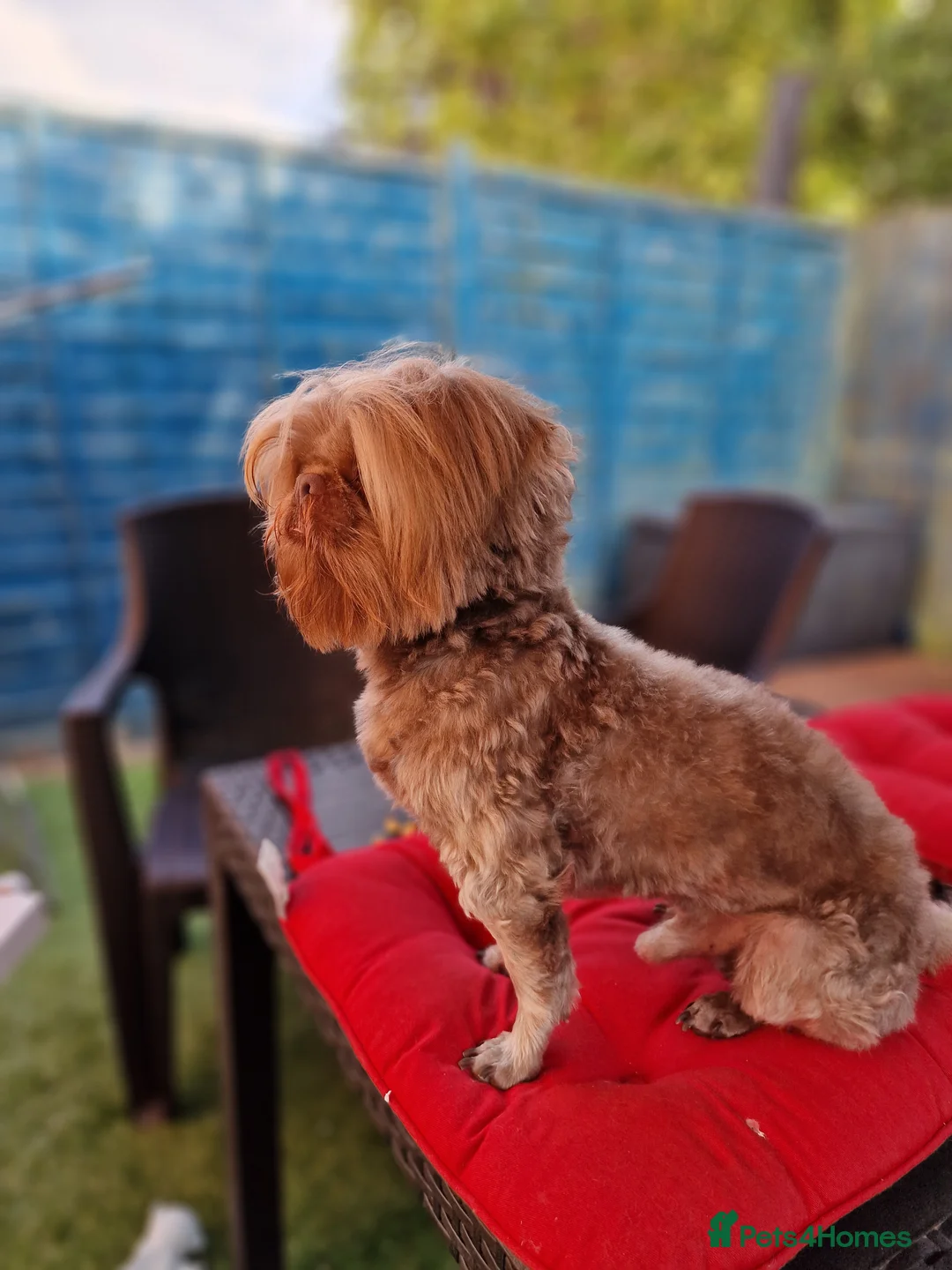 Shih Tzu dogs for stud: Rare Lilac Imperial Shih Tzu - Advert 3