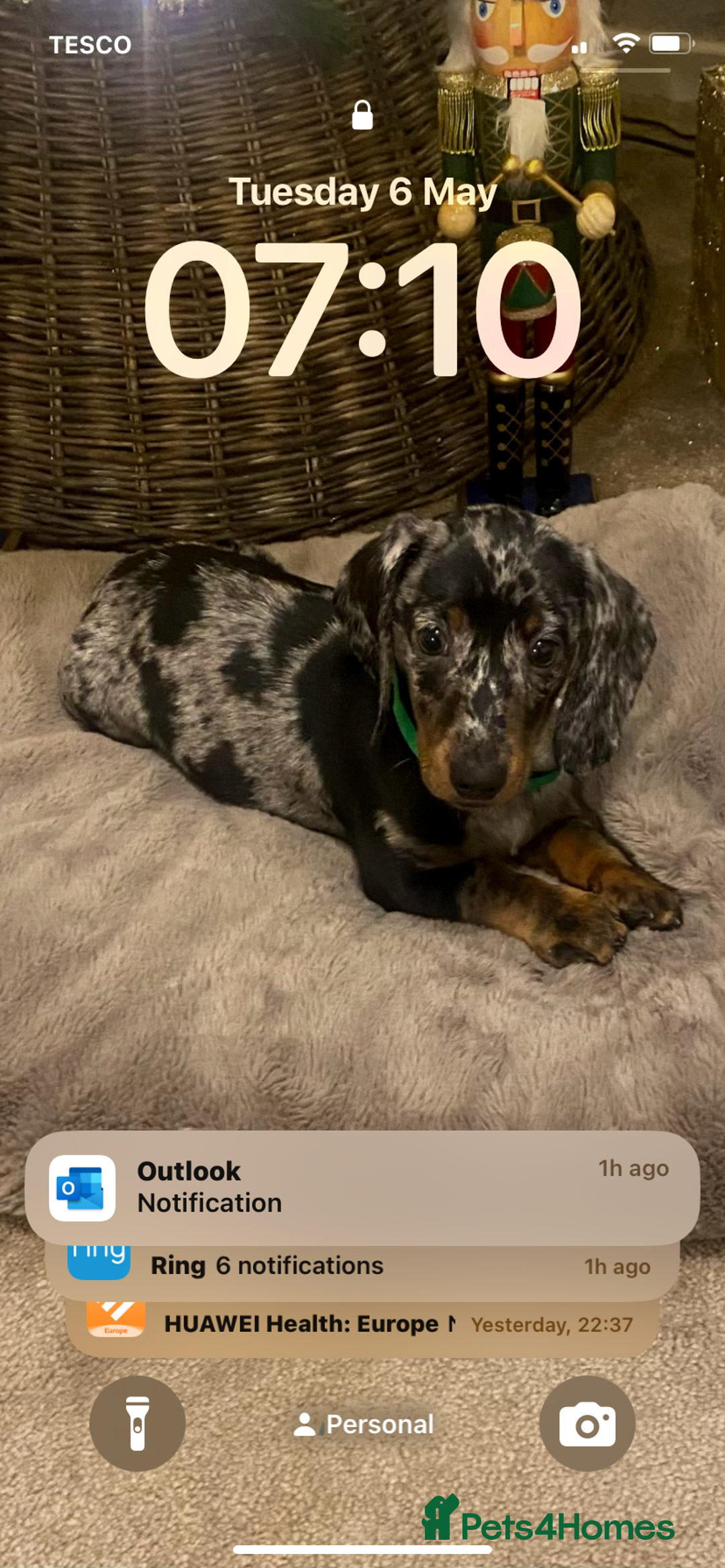 Dachshund dogs for sale: Standard dachshund  - Advert 12