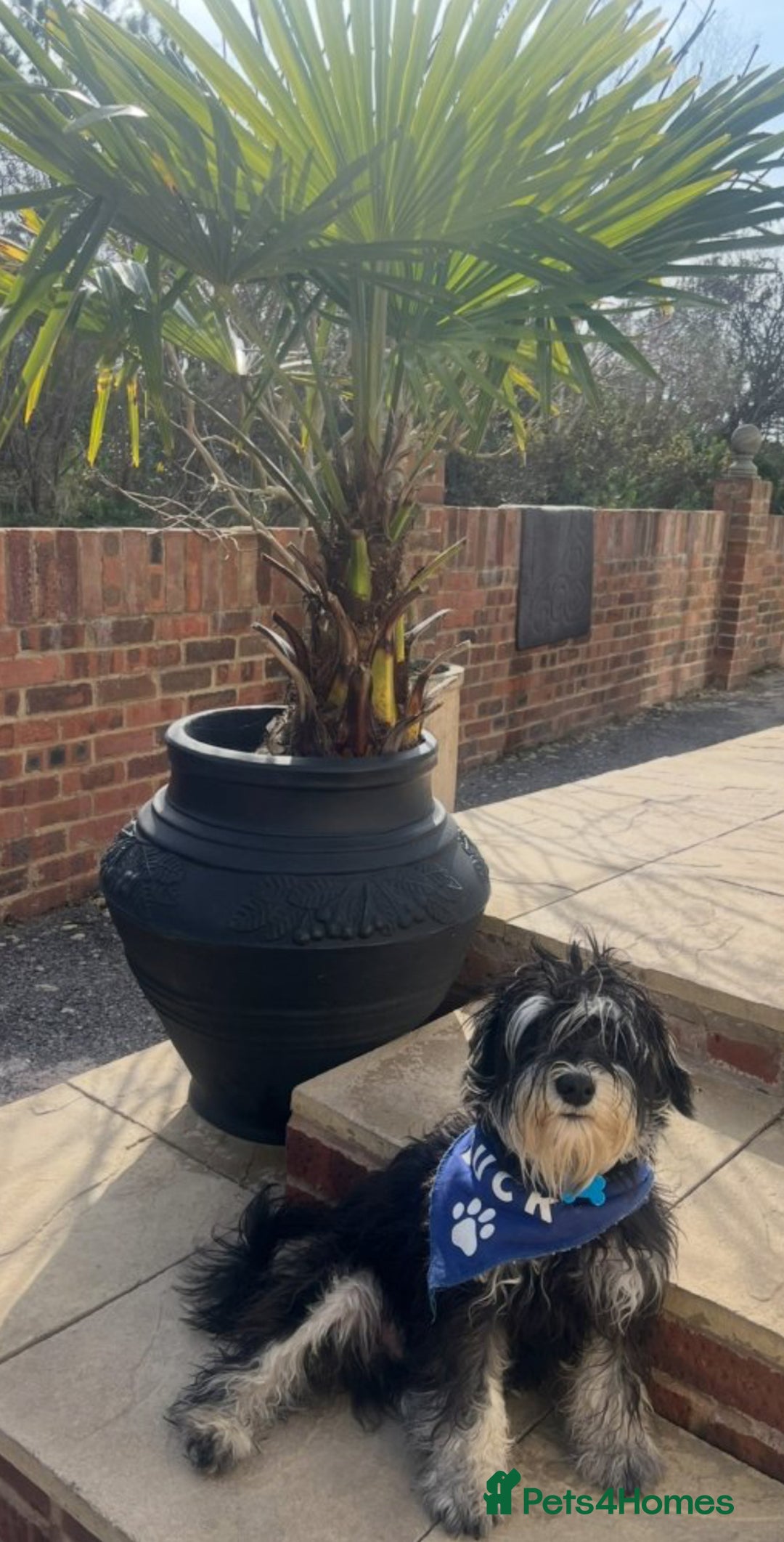 Miniature Schnauzer dogs for sale: 🐾🐶Schnauzer/Schnoodles🐶🐾 - Image 30