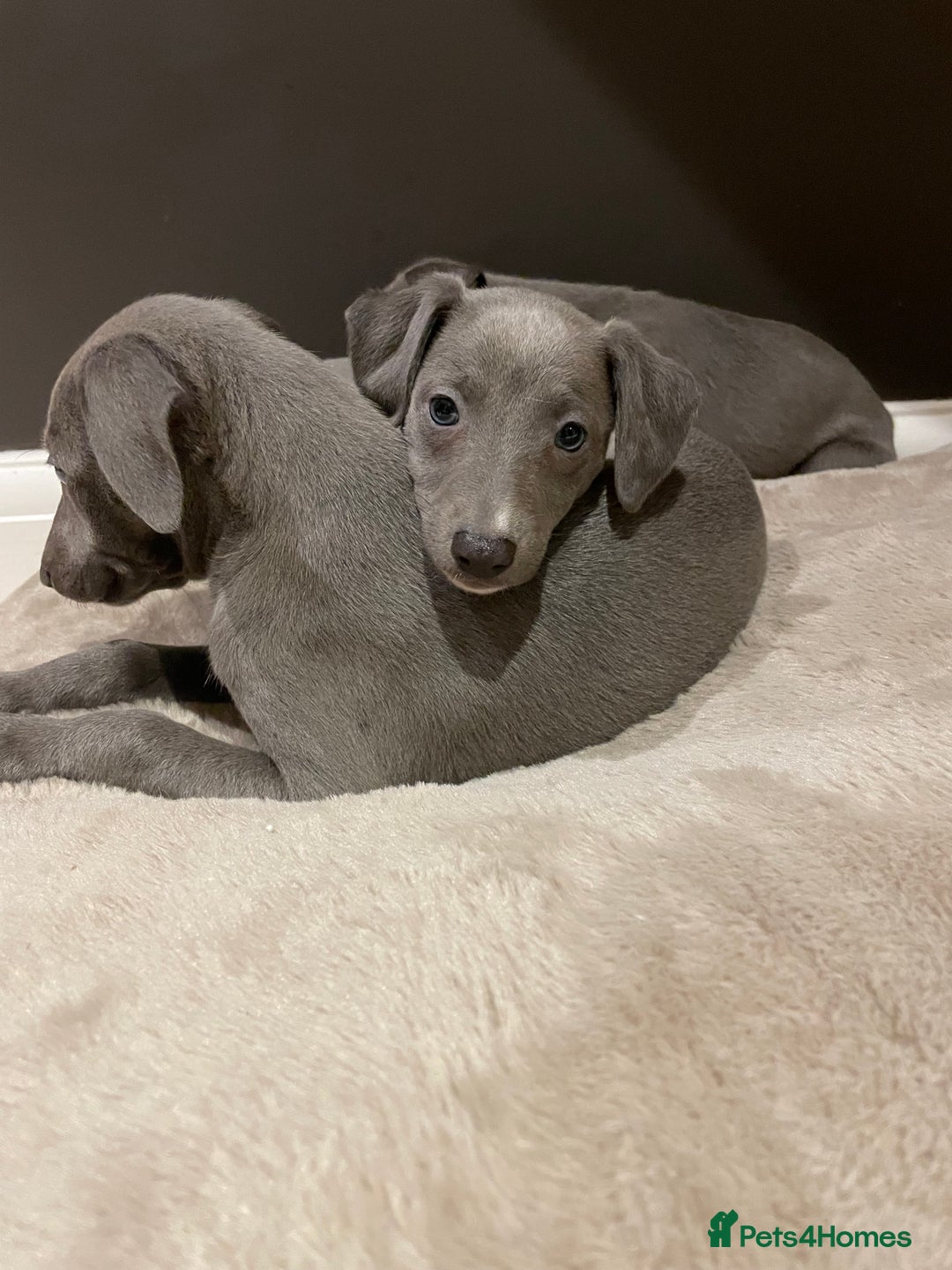 Whippet dogs for sale: 6 gorgeous blue whippet puppies  - Image 11