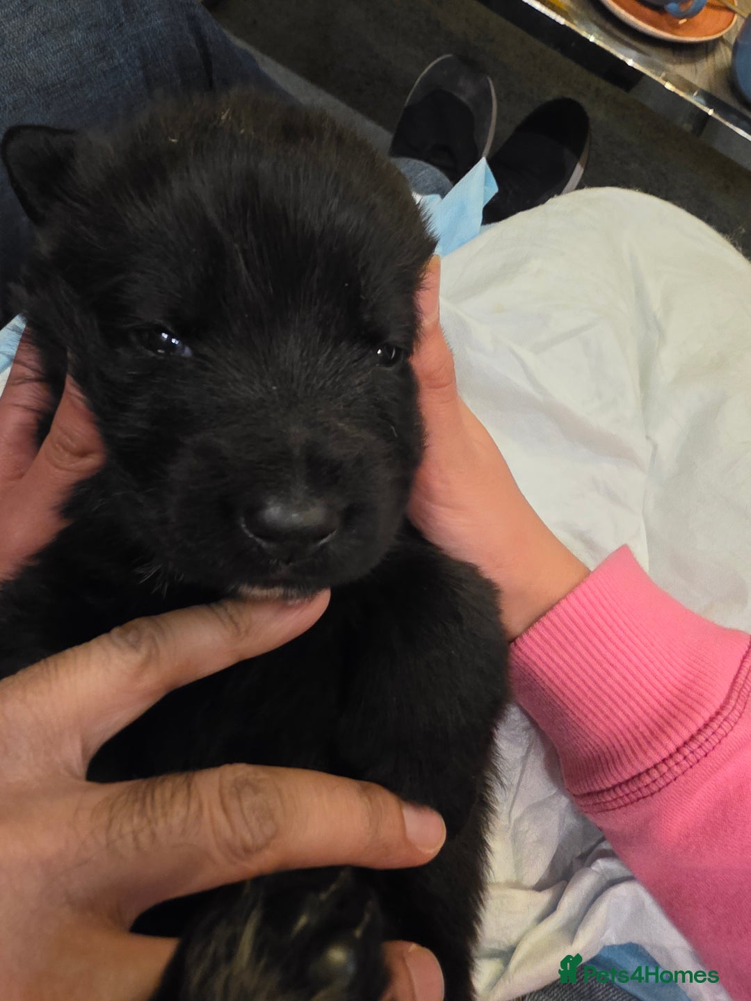 German Shepherd dogs for sale: Rare All-Black GSD Girls - Parents Owned & Present - Advert 18