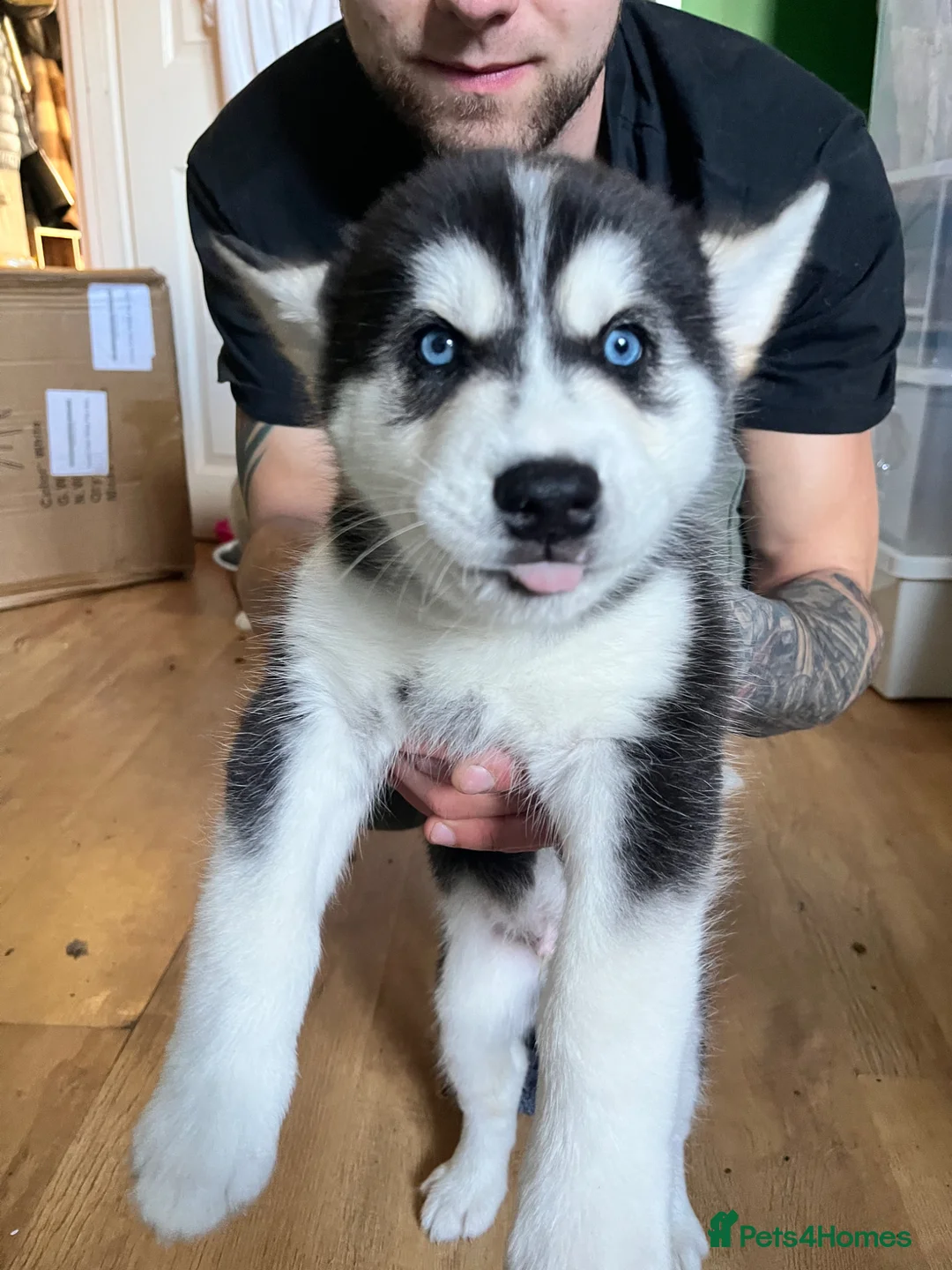 Utonagan dogs for sale: Alaskan Malamute PuppiesMicrochippedOnly 4 Left! - Advert 1