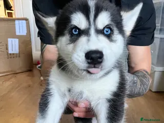 Utonagan dogs Strong Breed Puppies Alaskan Malamute/Husky - Advert 5