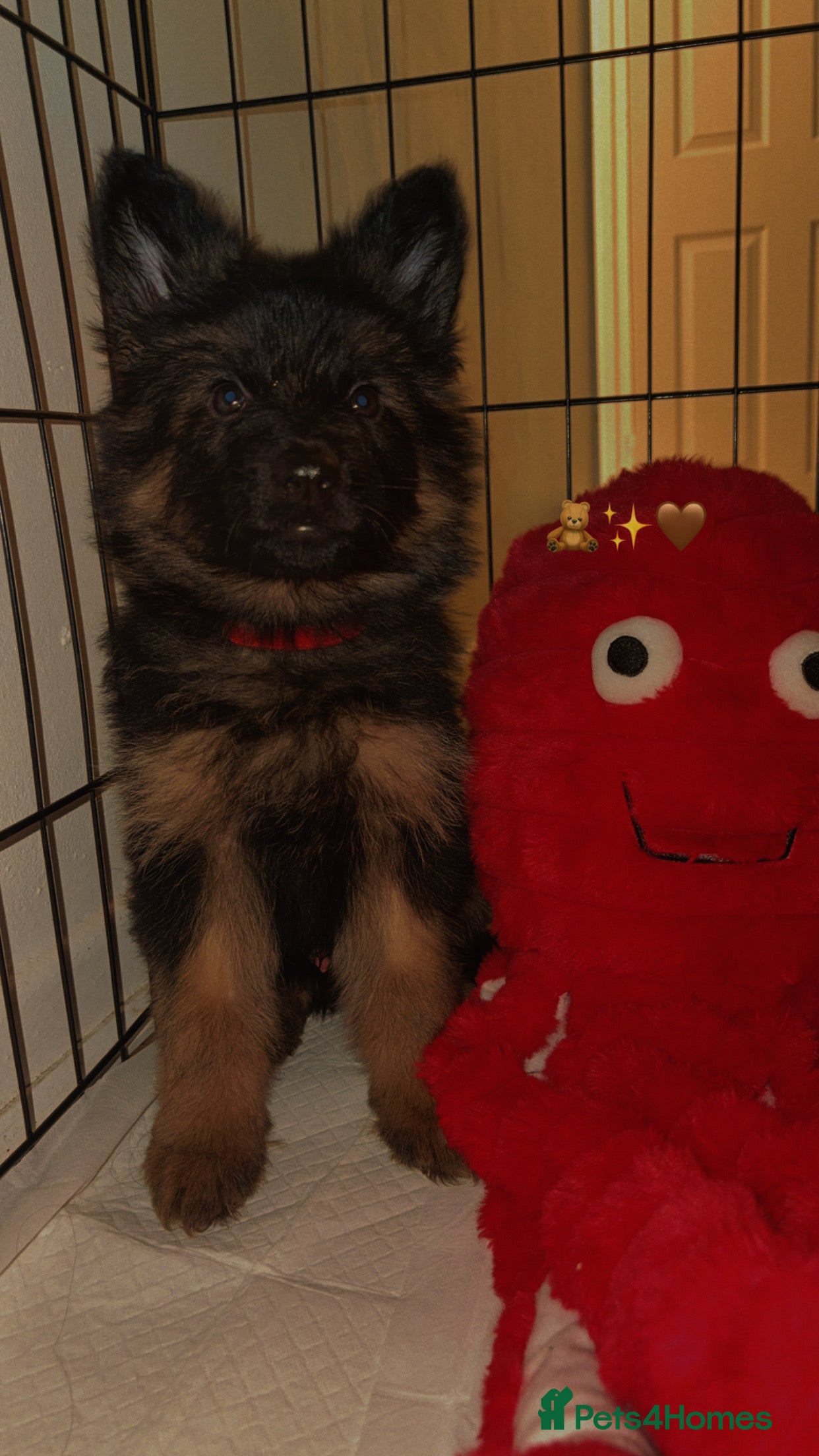 German Shepherd dogs LAST PUP REMAINING  - Advert 11