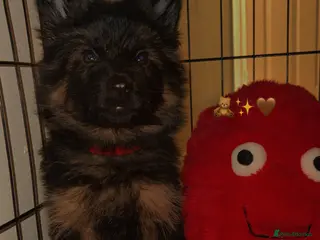 German Shepherd dogs LAST PUP REMAINING - Advert 11