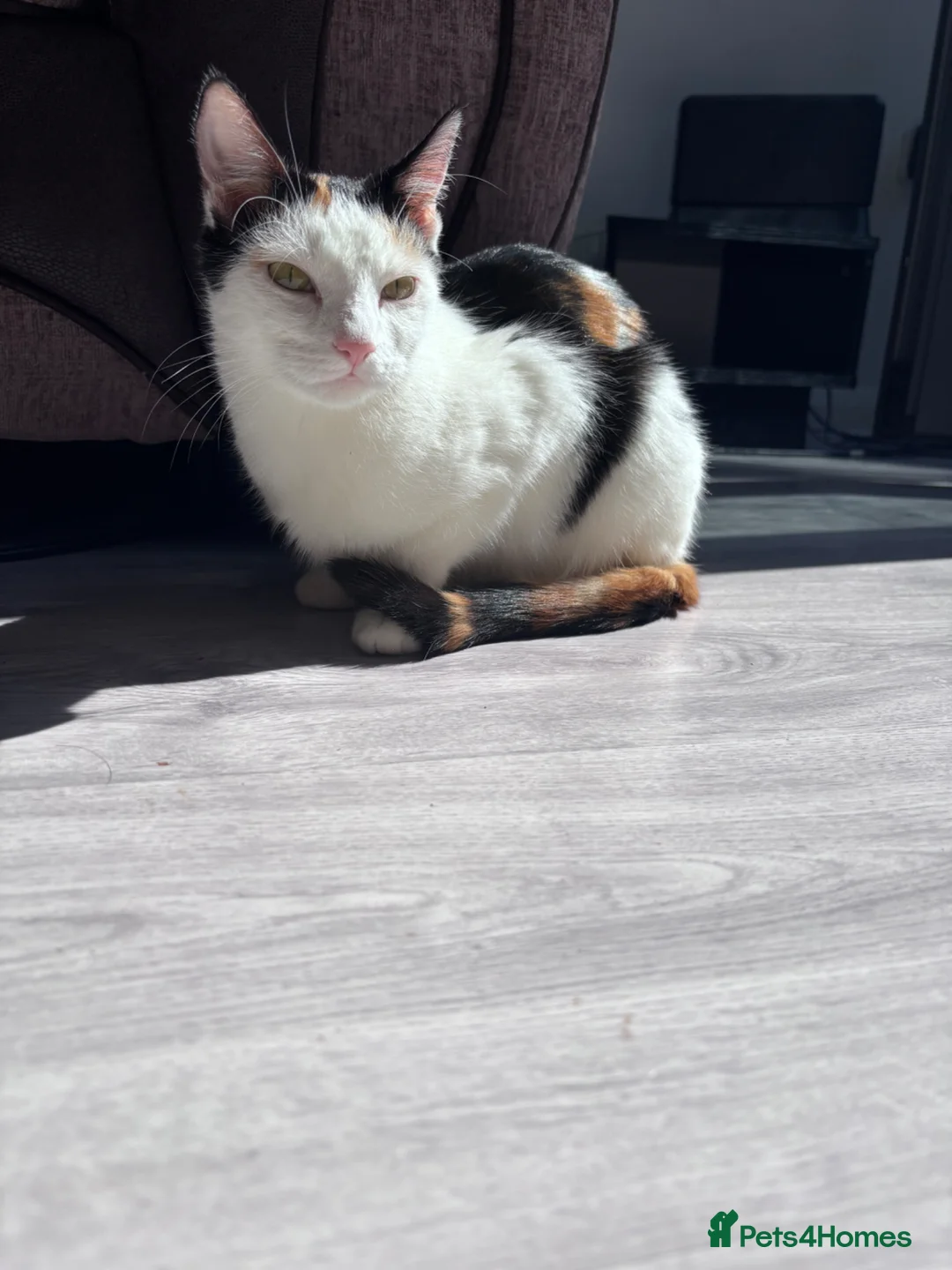 Mixed Breed cats for sale: Adorable White and Ginger Kitten – Very Playful - Advert 1