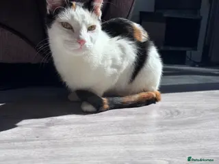 Mixed Breed cats Adorable White and Ginger Kitten – Very Playful - Advert 4