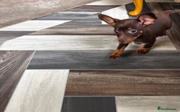 Mixed Breed dogs for sale: Adorable Dachshund x Pomchi Puppies - Image 29