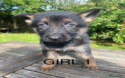 German Shepherd dogs for sale: Chunky Farm bred GSD pups ready now. - Image 9