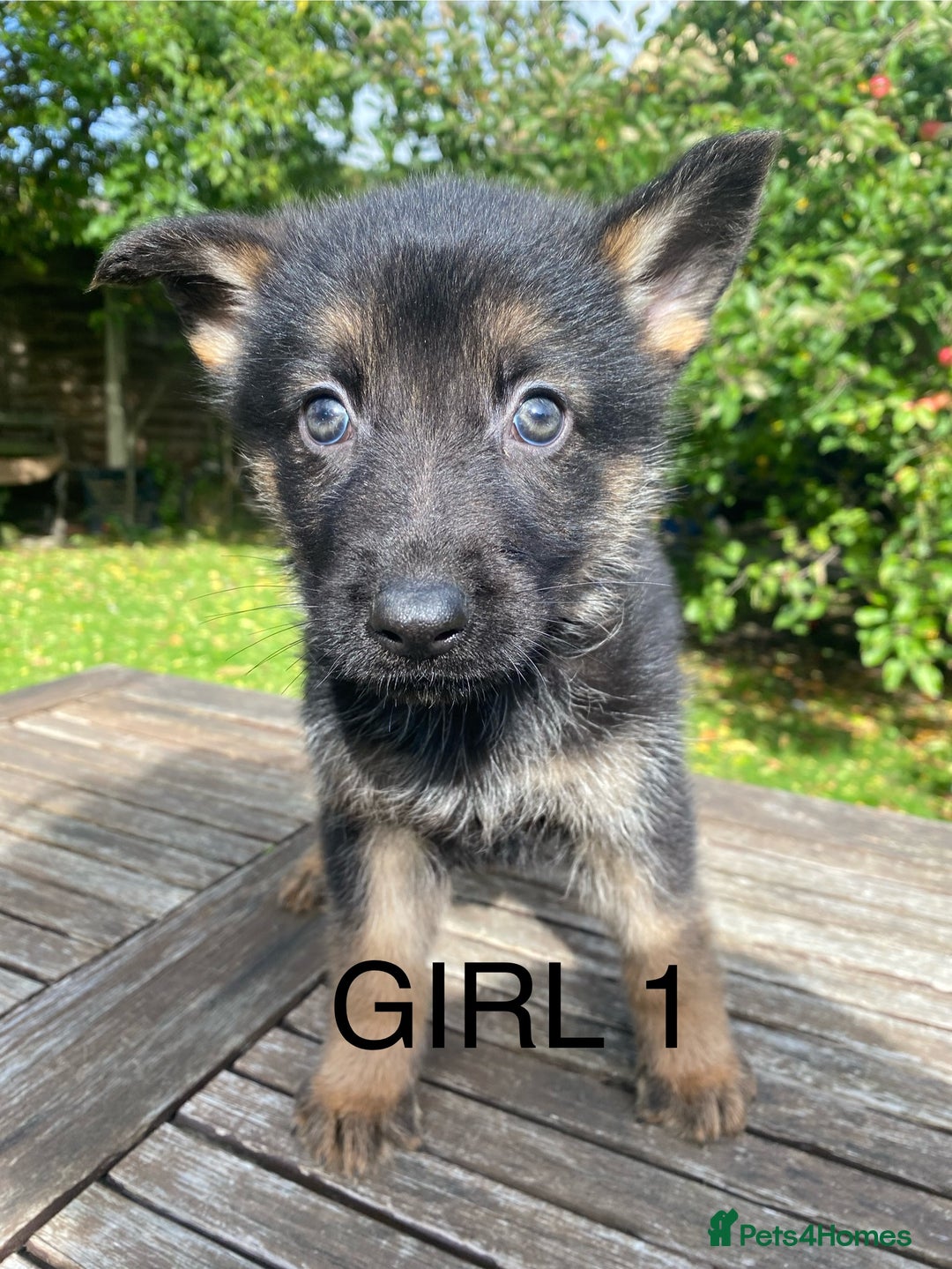 German Shepherd dogs for sale: Chunky Farm bred GSD pups ready now. - Image 9