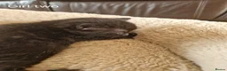 Domestic Shorthair cats for sale: Beautiful Domestic Shorthair Black Girl Kitten - Advert 3