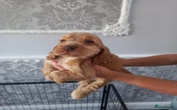 Cocker Spaniel dogs for sale: 🐾 Show Type Cocker Spaniel 🐾 - Image 5