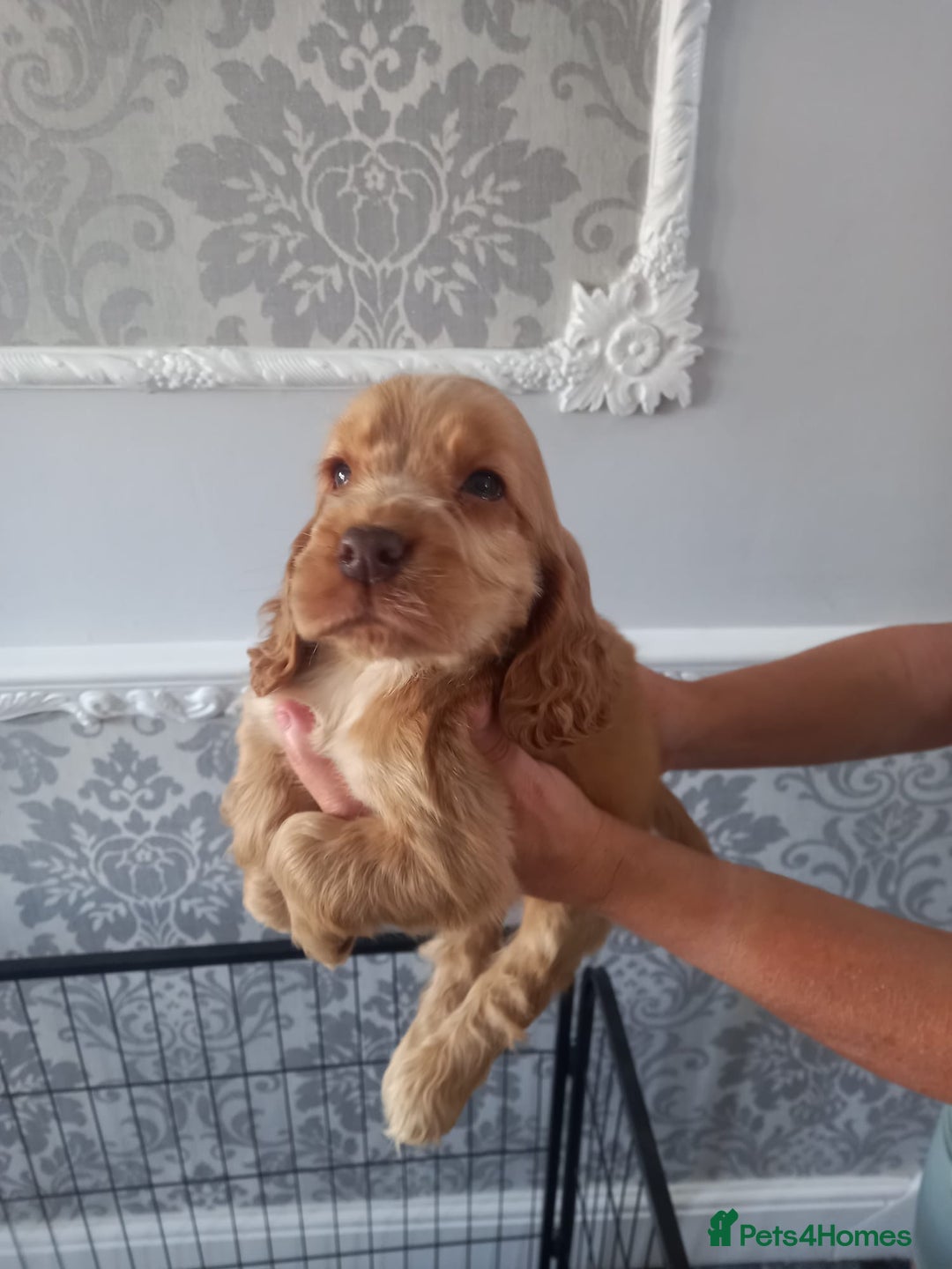 Cocker Spaniel dogs for sale: 🐾 Show Type Cocker Spaniel 🐾 - Image 5
