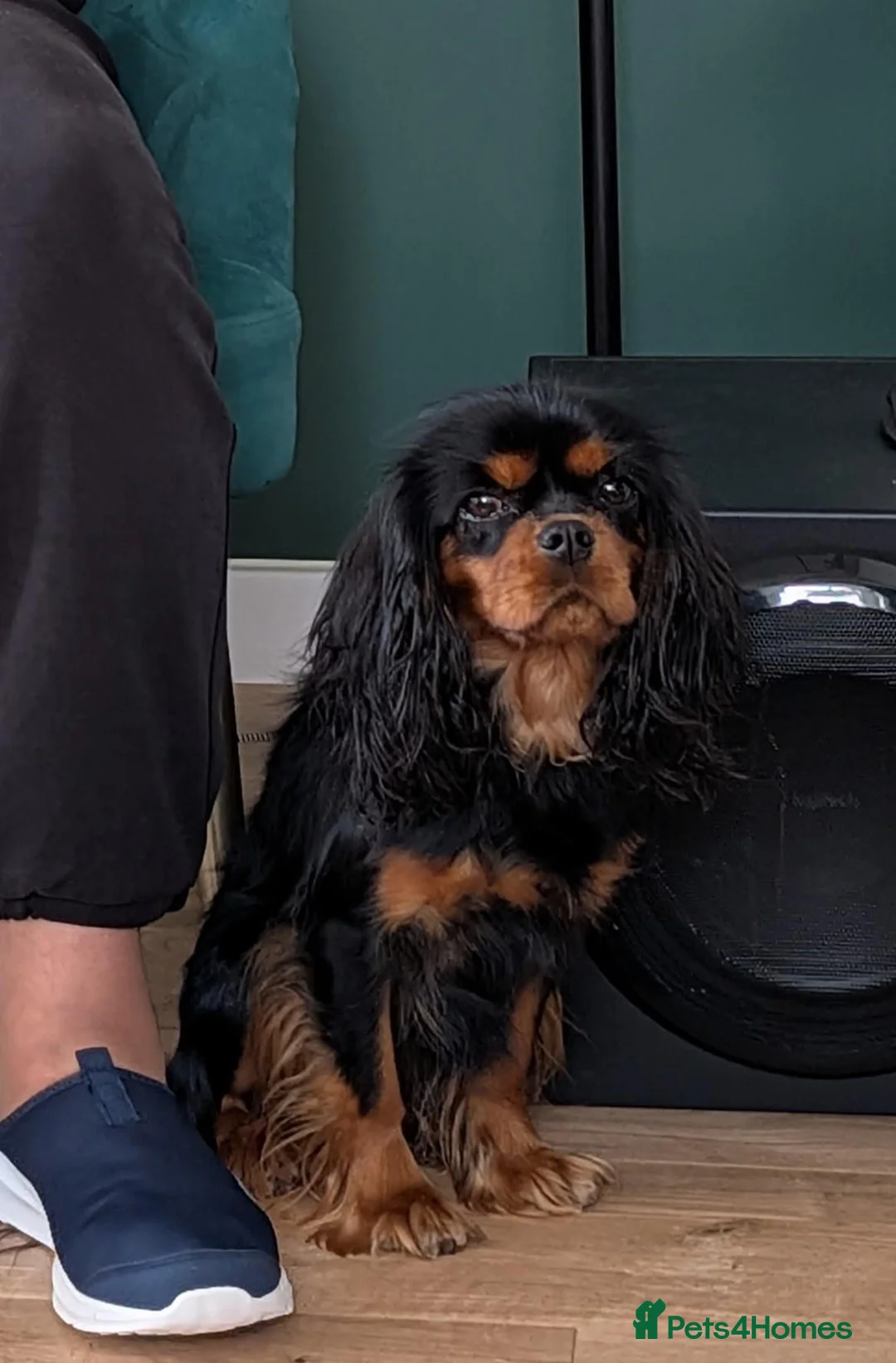 Cavalier King Charles Spaniel dogs for sale: Cavalier King Charles 2 Year Old Loving Female in Deeside - Advert 4
