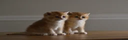 British Shorthair cats for sale: GCCF/TICA Stunning Golden BSH Chinchilla Kittens - Advert 15