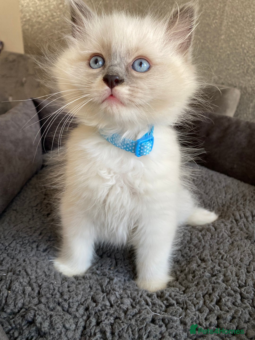 Ragdoll cats for sale: Ragdoll kittens  - Advert 11