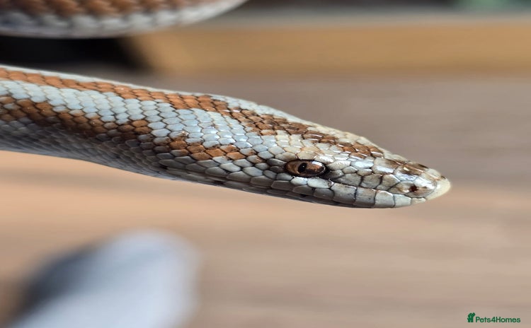 Boa Snake reptiles - Advert 2