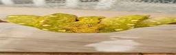 Python Snake reptiles for sale: Green Tree Python  - Advert 2
