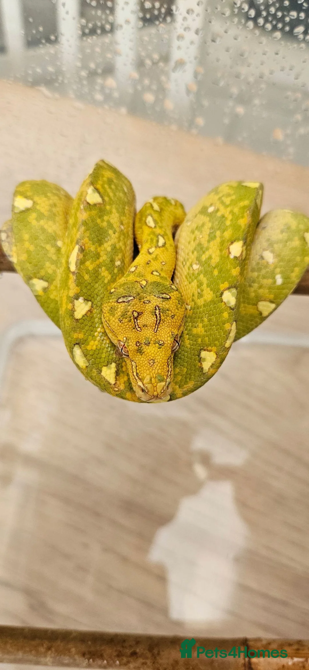 Python Snake reptiles for sale: Green Tree Python  - Advert 2