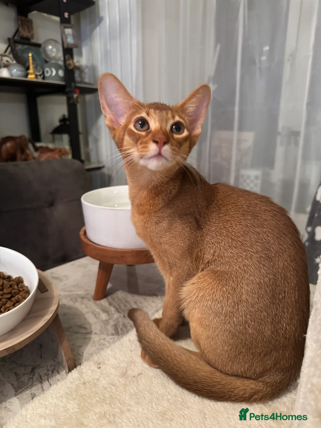 Abyssinian cats for sale: Abyssinian kittens looking for a new forever home - Advert 7