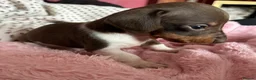 Miniature Dachshund dogs for sale: Beautiful miniature dachshund puppies  in St. Neots - Advert 3