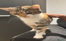 Domestic Shorthair cats for sale: 1 x Male and 1x Female cat - Advert 11