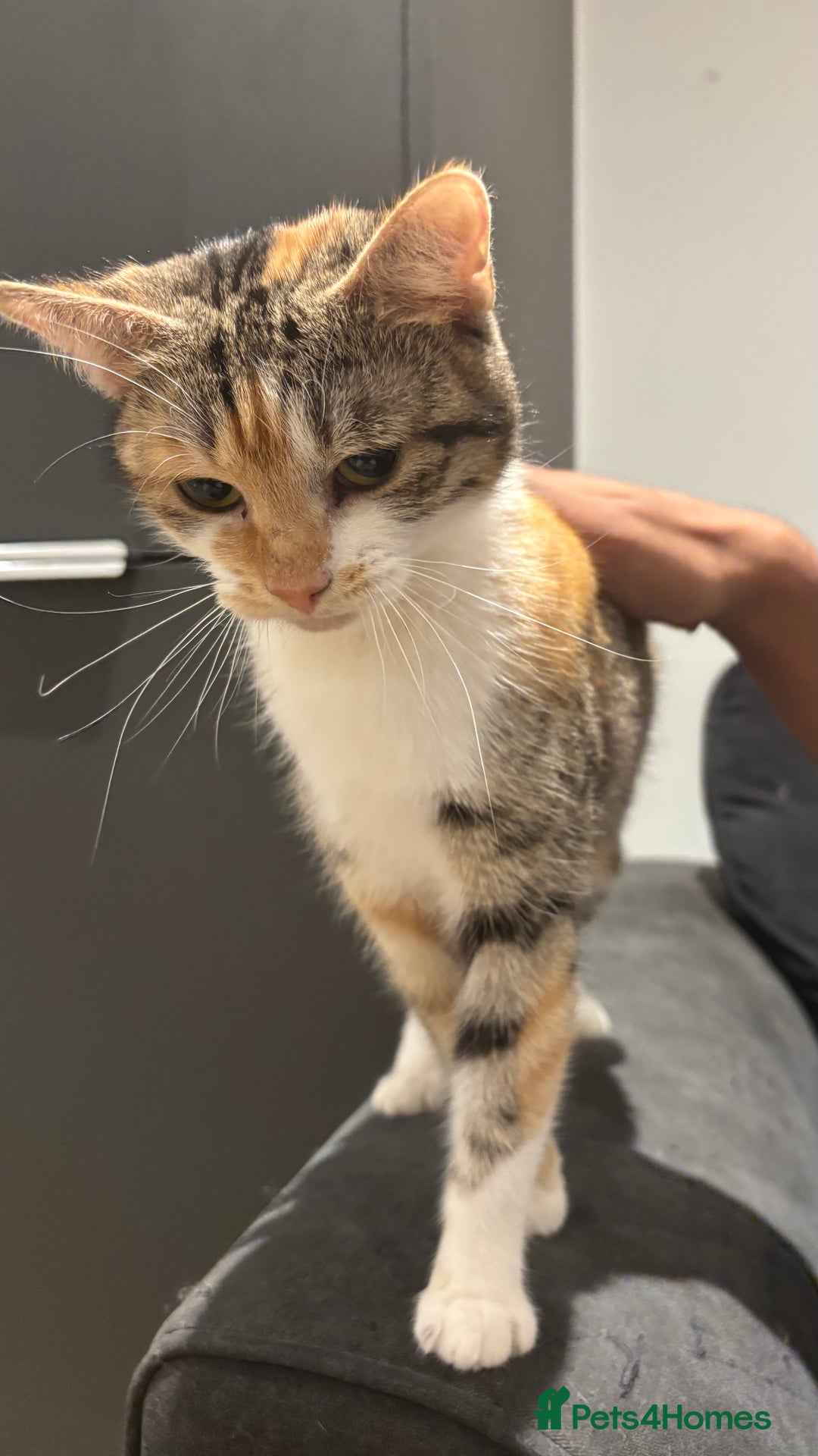 Domestic Shorthair cats for sale: 1 x Male and 1x Female cat - Advert 11