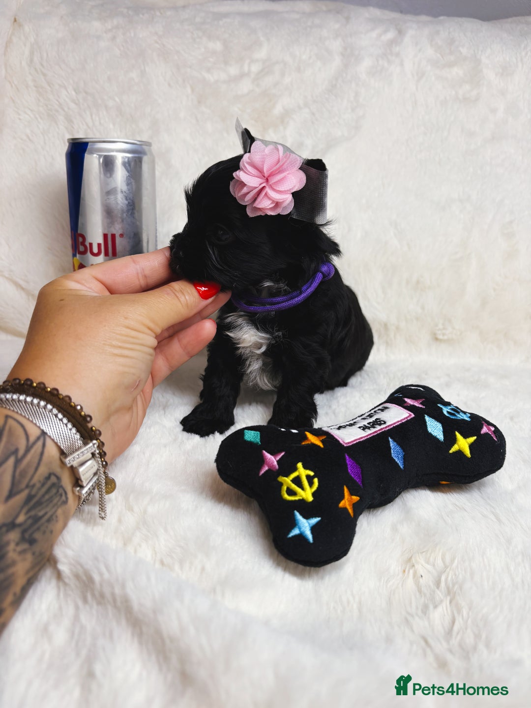 Yorkshire Terrier dogs for sale: Purebreed Yorkshire terrier (480G)8weeks old🥰 - Image 17