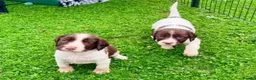 English Springer Spaniel dogs for sale: English Springer Spaniel - Advert 9