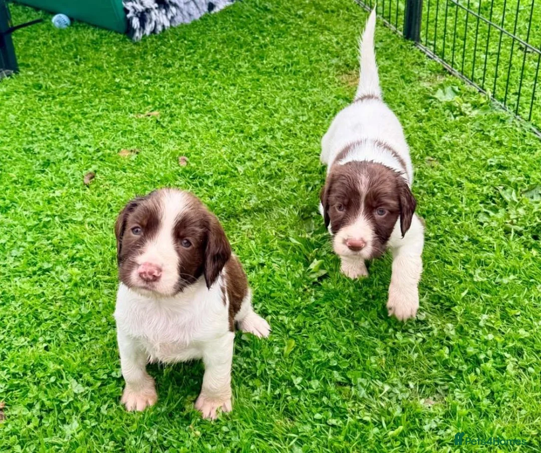 English Springer Spaniel dogs for sale: English Springer Spaniel - Advert 9
