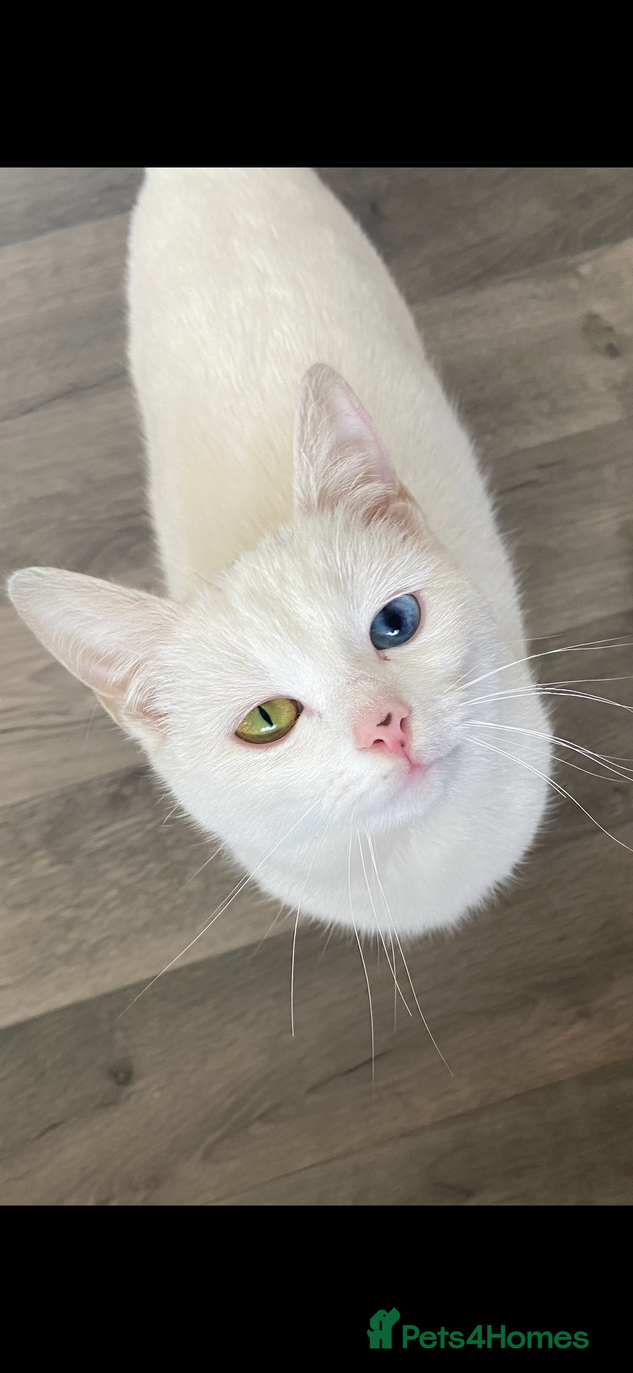 Mixed Breed cats 1 beautiful female kitten ready to leave!! - Advert 1